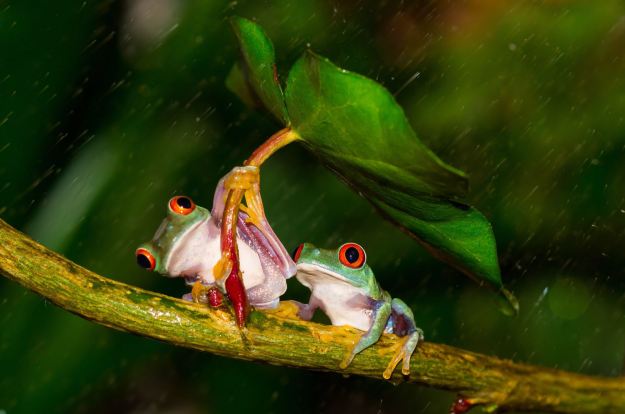 Cute couple: the friendly frog shields its partner from the rain (Caters)